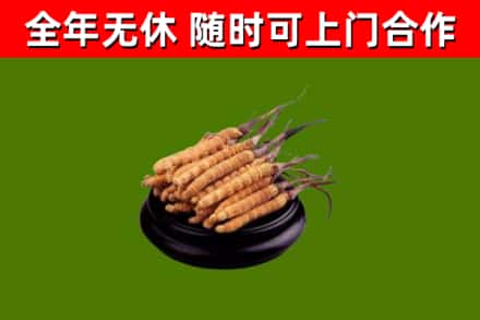 山西回收散虫草
