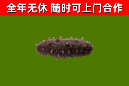 山西回收海参干
